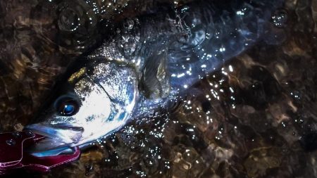 甲子園浜 65cm マルチ