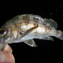 サイズは伸びず