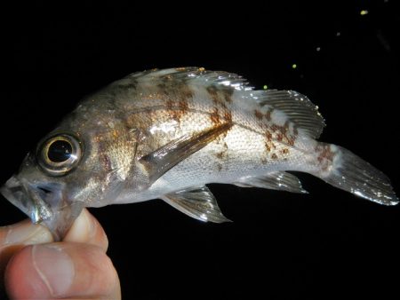 サイズは伸びず