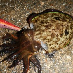 良い引きでした