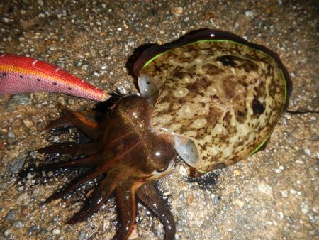 良い引きでした