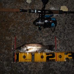 タチウオにビビってんのか？。