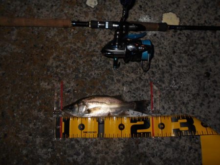 タチウオにビビってんのか？。