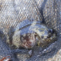 初のワームで挑戦した結果