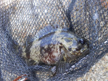 初のワームで挑戦した結果