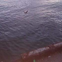 アジフライが食べたいね