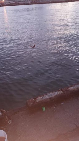 アジフライが食べたいね