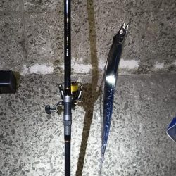 タチウオ&アジほか