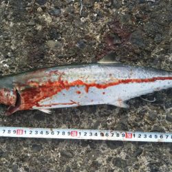 サゴシフィーバー