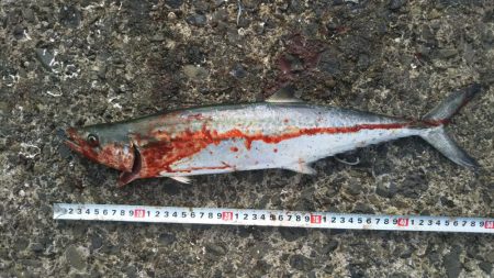 サゴシフィーバー