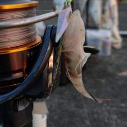 ショアジギングの聖地