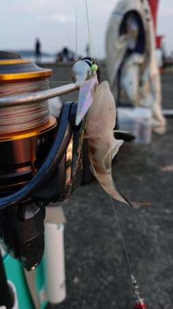 ショアジギングの聖地