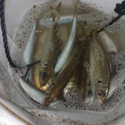 アジング&エギング