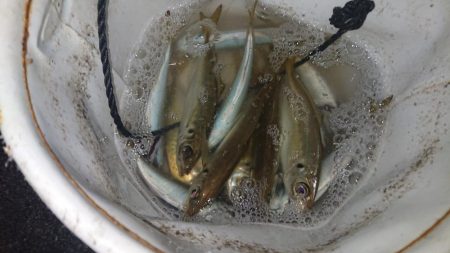 アジング&エギング