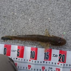 ちょい投げシーズン到来