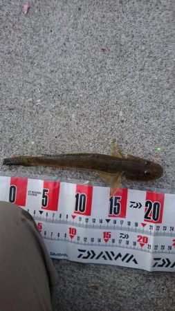 ちょい投げシーズン到来