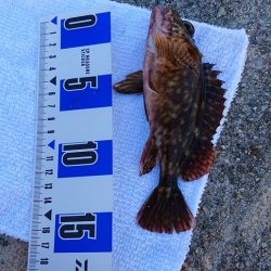 落ちギス、カレイ釣り