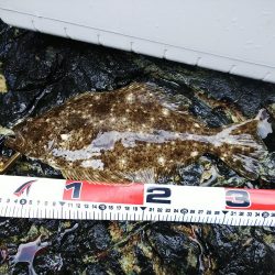 ヒラメ42ヒラメ35スズキ60