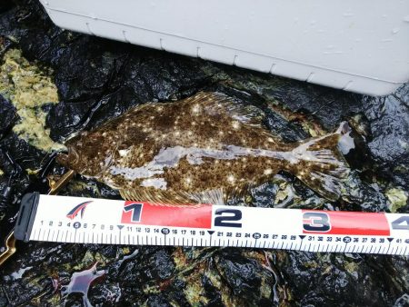 ヒラメ42ヒラメ35スズキ60