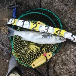 アジング&エギング&グレ釣り