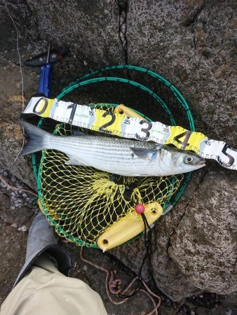 アジング&エギング&グレ釣り