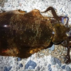 朝マズメのリベンジ