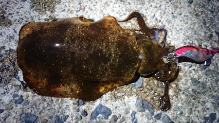 朝マズメのリベンジ