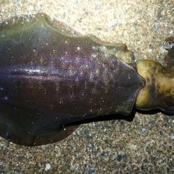 朝マズメエギング