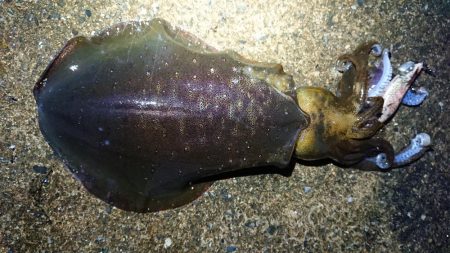 朝マズメエギング