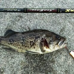 【苅田港】シーバス調査 3