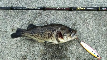 【苅田港】シーバス調査 3