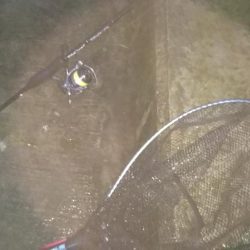 タモいらんかった