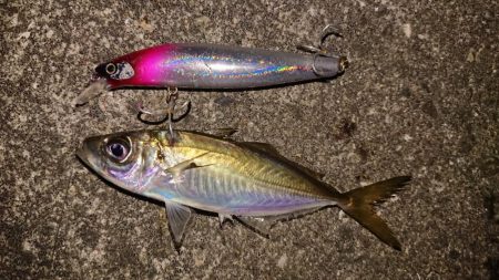 夕練、シーバスハチマル捕獲成功♪