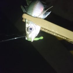 アジング＆サバゲー