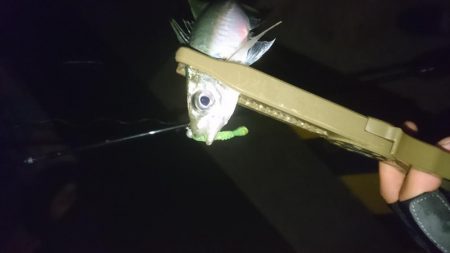 アジング＆サバゲー