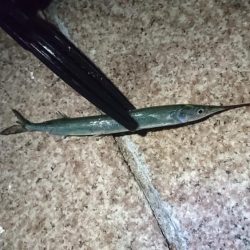 サバ、アジ、セイゴ、メバル、サヨリ