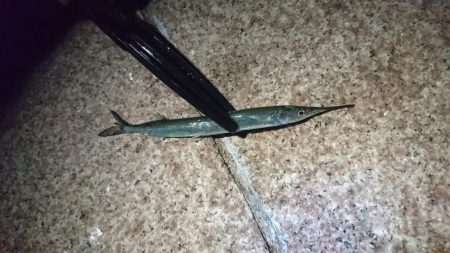 サバ、アジ、セイゴ、メバル、サヨリ