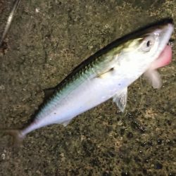 朝練 シーバス&タチウオ&サバキャッチ♪