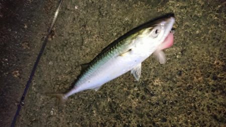 朝練 シーバス&タチウオ&サバキャッチ♪