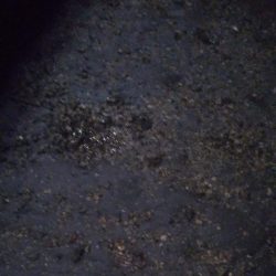 ゴロタで根魚狙い