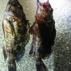 夕練はガッシー調査からシーバスハンティング