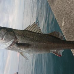 朝練はシーバスハンティングonly