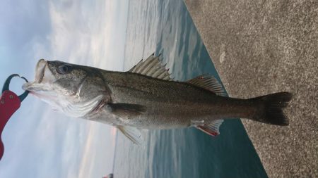 朝練はシーバスハンティングonly