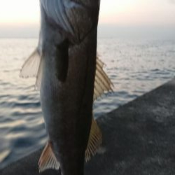 朝練ナナマルシーバス捕獲♪