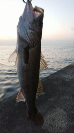朝練ナナマルシーバス捕獲♪