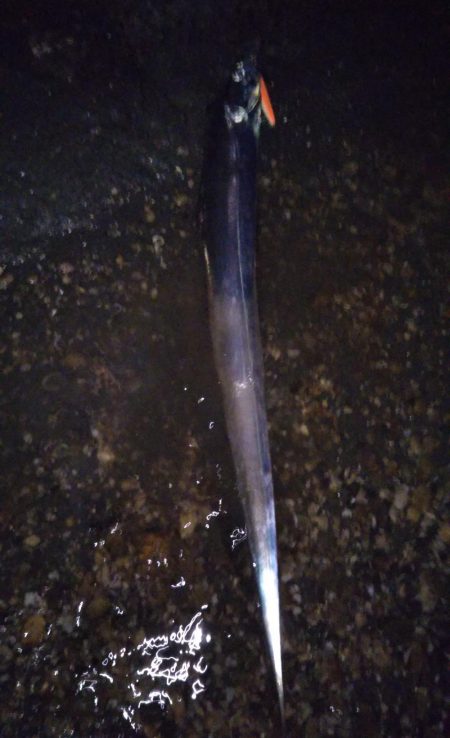 ボイルの正体は？