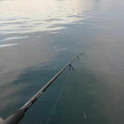 朝練、シーバス無念のラインブレイク…