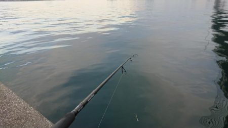 朝練、シーバス無念のラインブレイク…