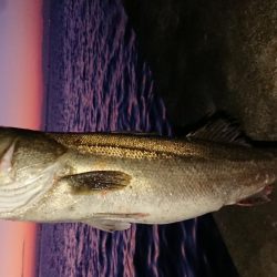 今月漸くの80ランカー捕獲成功♪