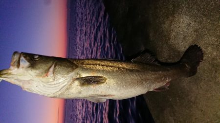 今月漸くの80ランカー捕獲成功♪